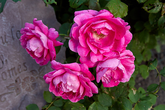 Rose 'Winnipeg Park'