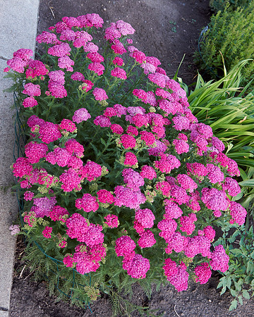 Yarrow pink