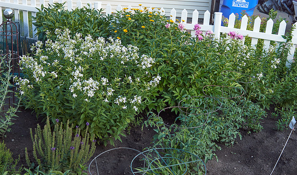 Phlox 'David'