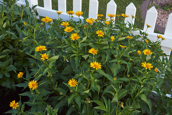 Heliopsis 'Summer Sun'