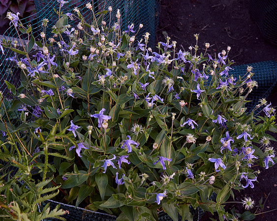 Clematis, Bush