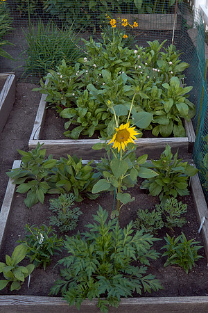 Sunflower