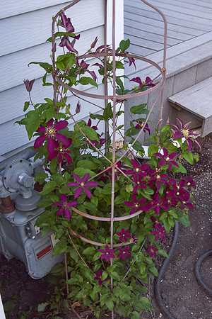 Clematis 'Niobe'
