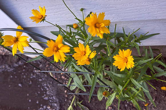 Coreopsis 'Jethro Tull'