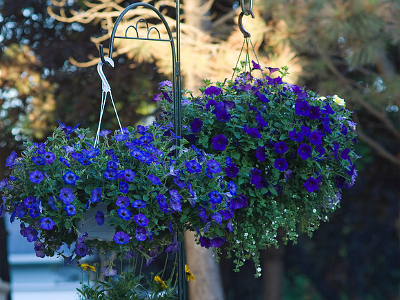 Hanging Petunias