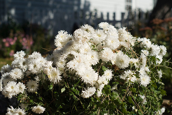 White Chrysanthemums