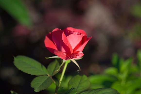Winnipeg Park Roses