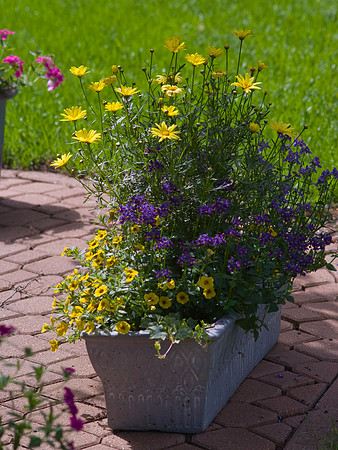 Petunias, Daisys, and Nemesia