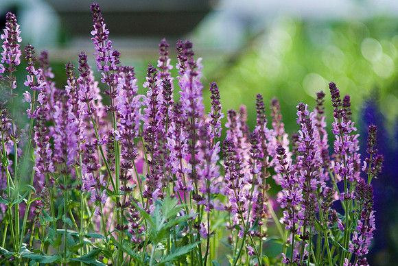 Salvia Nemorosa Rose Queen