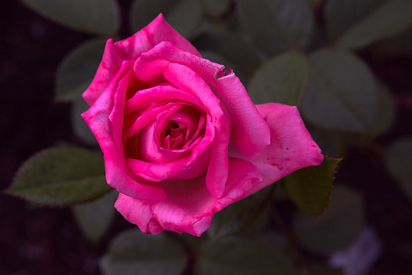 Rose 'Canada Blooms'