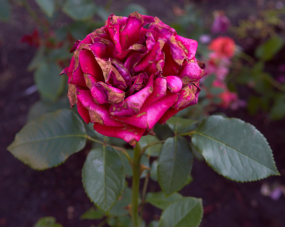 Rose 'Ingrid Bergman'
