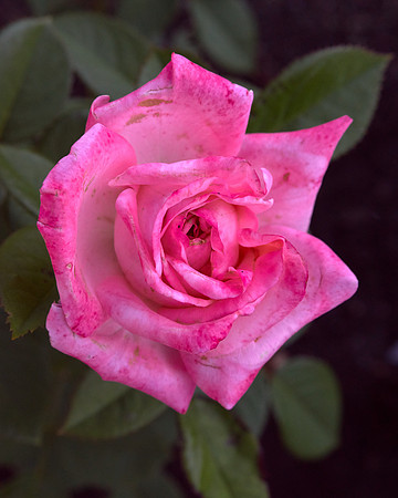 Rose 'Canada Blooms'