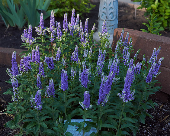 Veronica 'Blue Bomb'