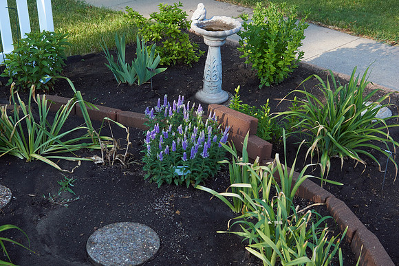 Veronica 'Blue Bomb'