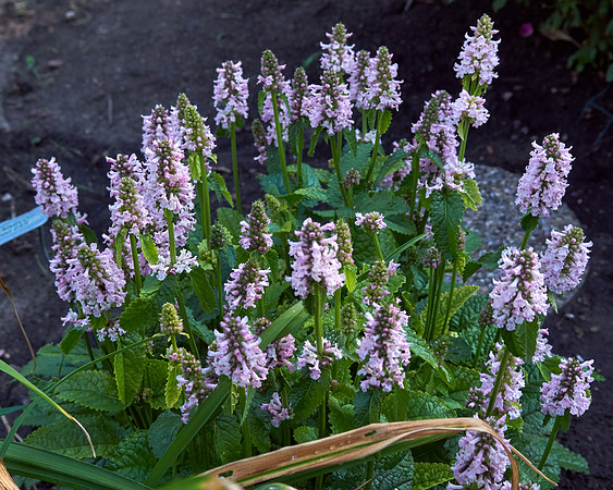 Lamb's Ear 'Hummelo'