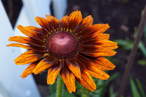 Rudbeckia 'Autumn Forest'