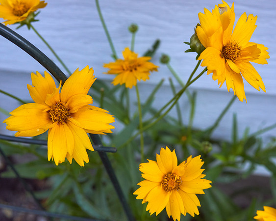 Coreopsis 'Jethro Tull'