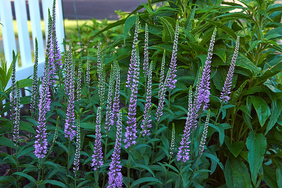 Veronica 'Eveline'