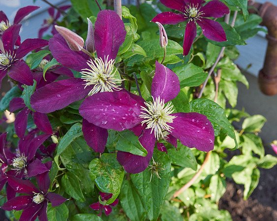 Clematis 'Niobe'