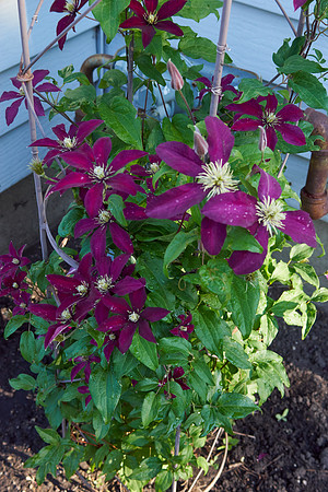 Clematis 'Niobe'