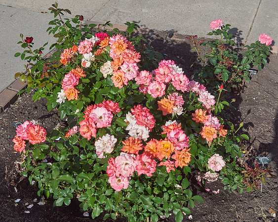 Rose 'Tuscan Sun'
