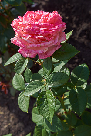 Rose 'Tuscan Sun'