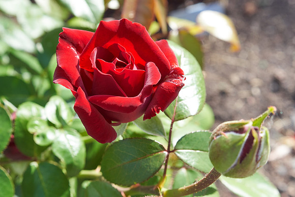 Rose 'Ingrid Bergman'