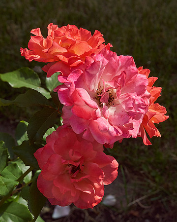 Rose 'Tuscan Sun'