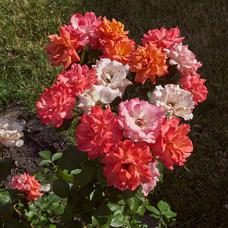 Rose 'Tuscan Sun'
