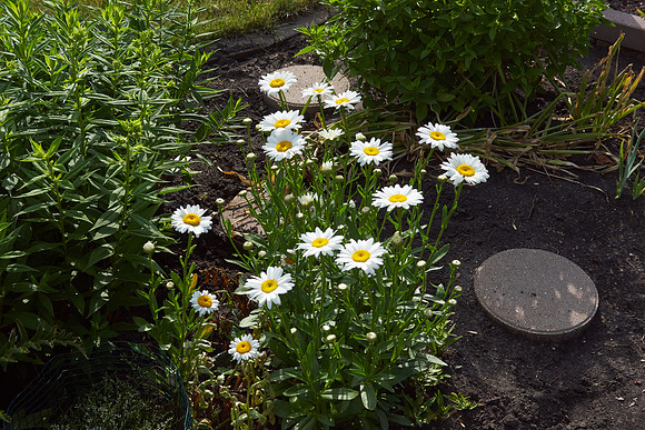 Daisy, Shasta 'Becky'