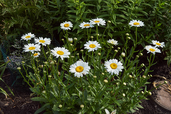 Daisy, Shasta 'Becky'