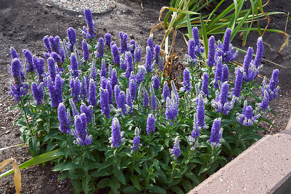 Veronica 'Blue Bomb'