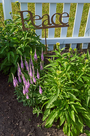 Veronica 'Eveline'