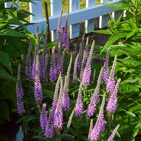 Veronica 'Eveline'