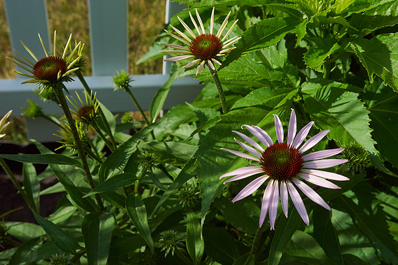 Coneflower 'Pow Wow'