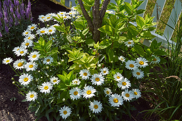 Daisy, Shasta white