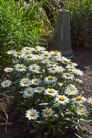 Daisy, Shasta 'Snowcap'