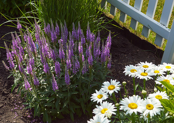 Veronica 'Eveline'