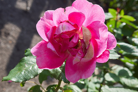 Rose 'Winnipeg Park'