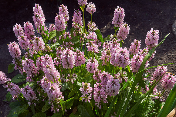Lamb's Ear 'Hummelo'