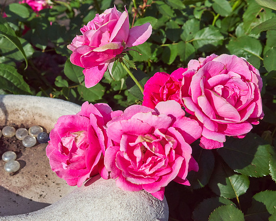 Rose 'Winnipeg Park'