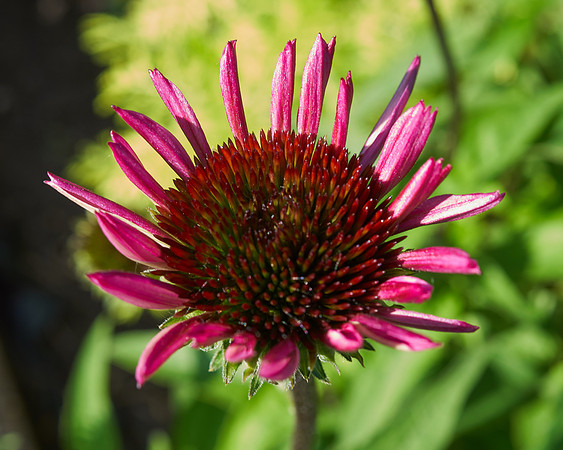 Coneflower 'Ruby Star'
