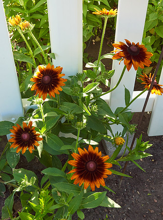Rudbeckia 'Autumn Forest'