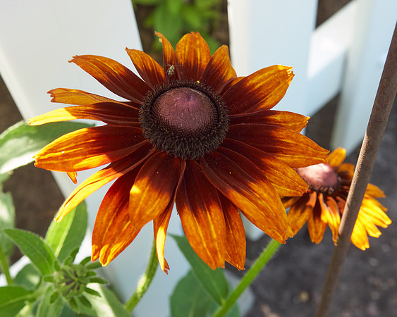 Rudbeckia 'Autumn Forest'