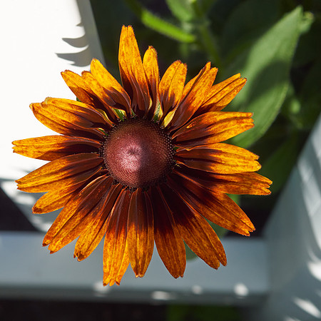 Rudbeckia 'Autumn Forest'