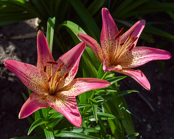 Lily Daylily 'Summer Wine'