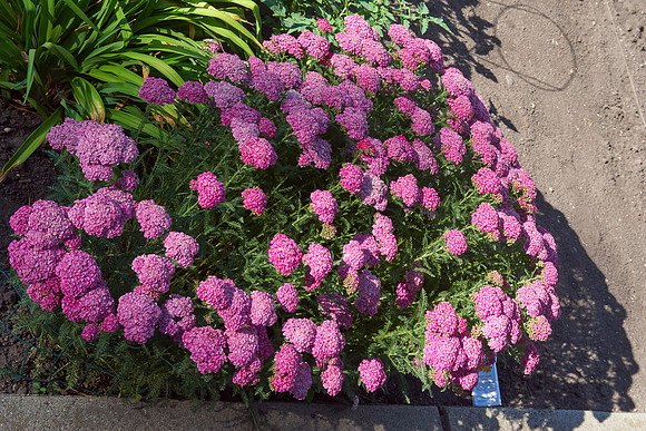 Yarrow pink