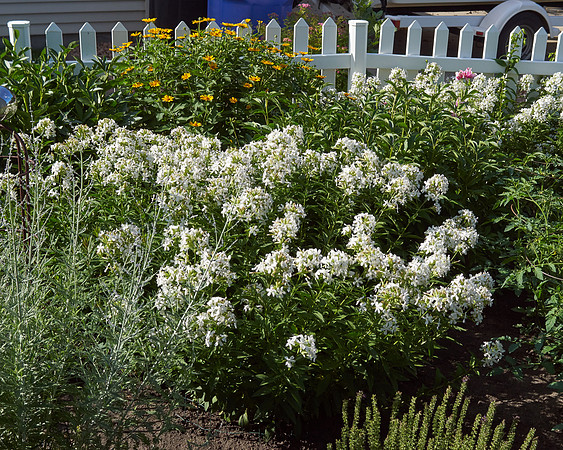 Phlox 'David'