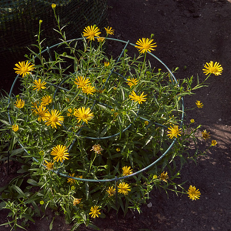 Leopard's Bane  'Little Leo'