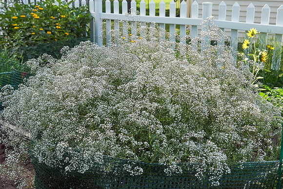 Baby's Breath 'Double Snowflake'